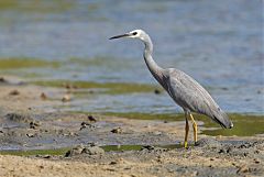 White-faced Heron